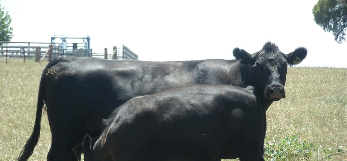 Wylarah Black Angus